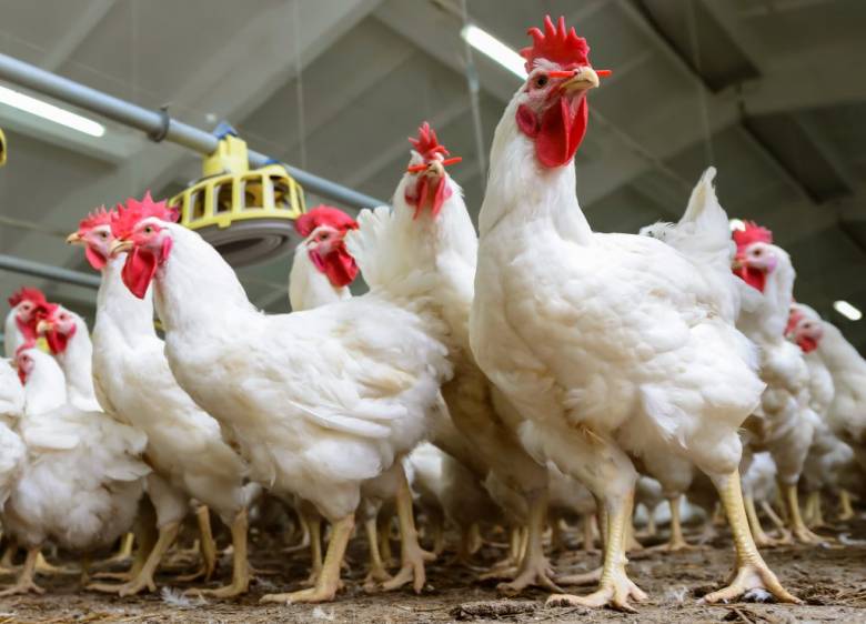 peternakan ayam